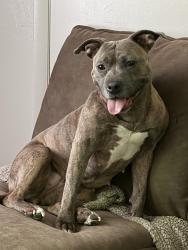 Reunited Female Dog last seen Montrose area, Richmond, VA 23231