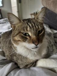 Lost Male Cat last seen Guillespie, San Antonio, TX 78212