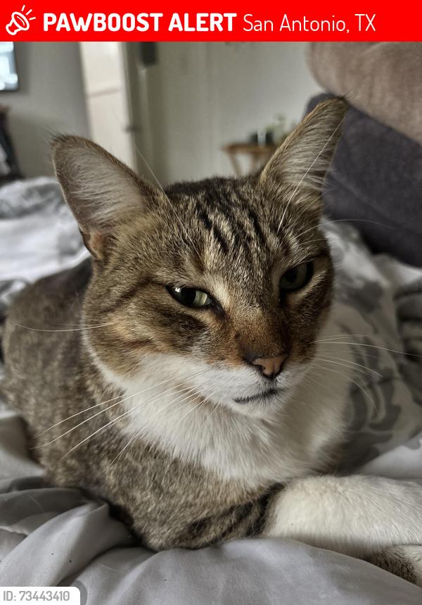 Lost Male Cat last seen Guillespie, San Antonio, TX 78212