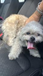 Found/Stray Female Dog last seen Sonterra neighborhood, Jarrell, TX 76537