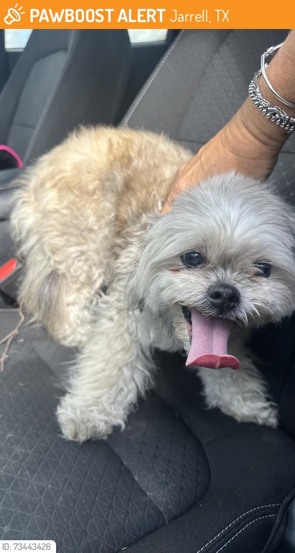 Found/Stray Female Dog last seen Sonterra neighborhood, Jarrell, TX 76537
