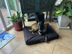 Reunited Male Dog last seen Beachgate, Seacliff, CA 95003
