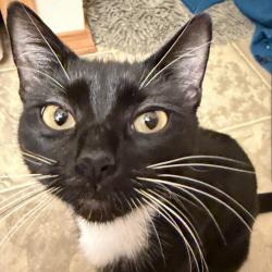 Shelter Stray Female Cat last seen , 2608 Center St, Tacoma, WA 98409, USA