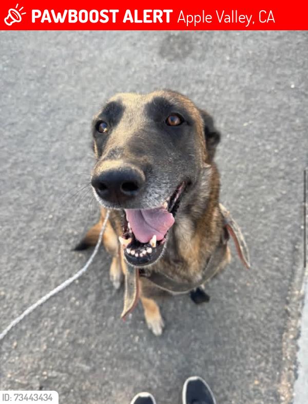 Lost Female Dog last seen Apple Valley Rd, Seneca Rd, Keota Rd, Apple Valley, CA 92307