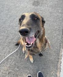 Lost Female Dog last seen Apple Valley Rd, Seneca Rd, Keota Rd, Apple Valley, CA 92307