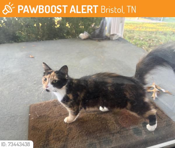 Found/Stray Unknown Cat last seen Blackburn Drive, Bristol, TN 37620