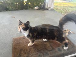 Found/Stray Unknown Cat last seen Blackburn Drive, Bristol, TN 37620