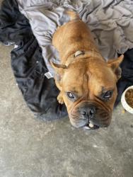 Lost Female Dog last seen Near 7th street, Greenfield, CA 93927
