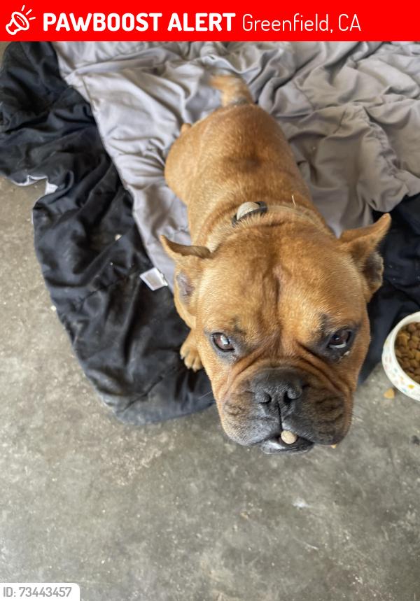 Lost Female Dog last seen Near 7th street, Greenfield, CA 93927