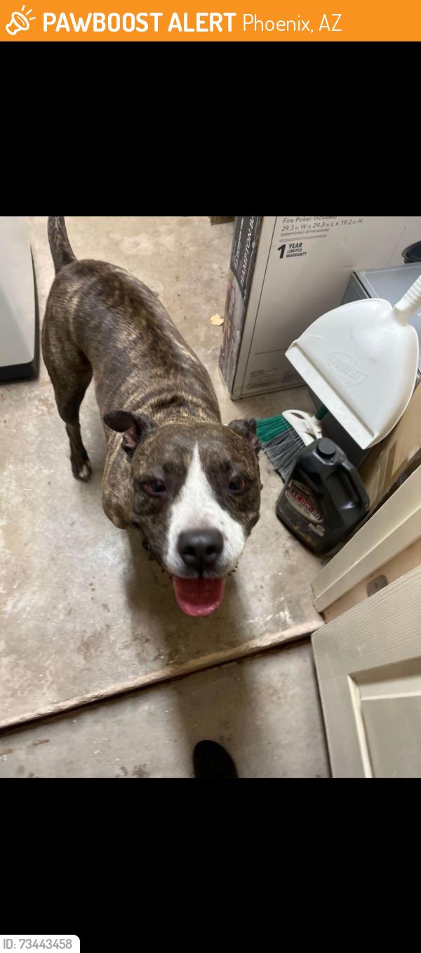 Found/Stray Female Dog last seen 31st ave and cactus rd, Phoenix, AZ 85029