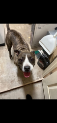 Found/Stray Female Dog last seen 31st ave and cactus rd, Phoenix, AZ 85029