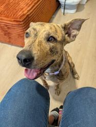 Reunited Female Dog last seen Veterans memorial/Gulf Bank, Houston, TX 77088