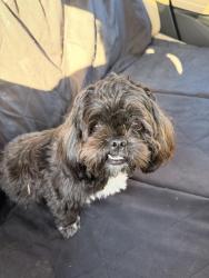 Found/Stray Female Dog last seen Milpitas Sports Center, Milpitas, CA 95035