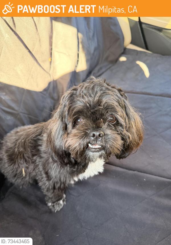Found/Stray Female Dog last seen Milpitas Sports Center, Milpitas, CA 95035