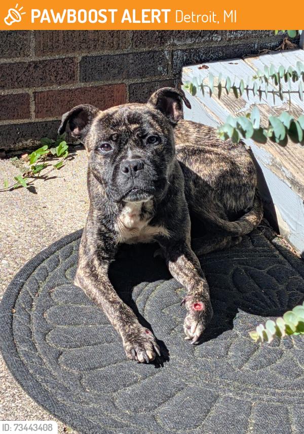 Found/Stray Male Dog last seen near Kercheval and Seminole, Detroit, MI 48214