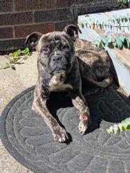 Found/Stray Male Dog last seen near Kercheval and Seminole, Detroit, MI 48214