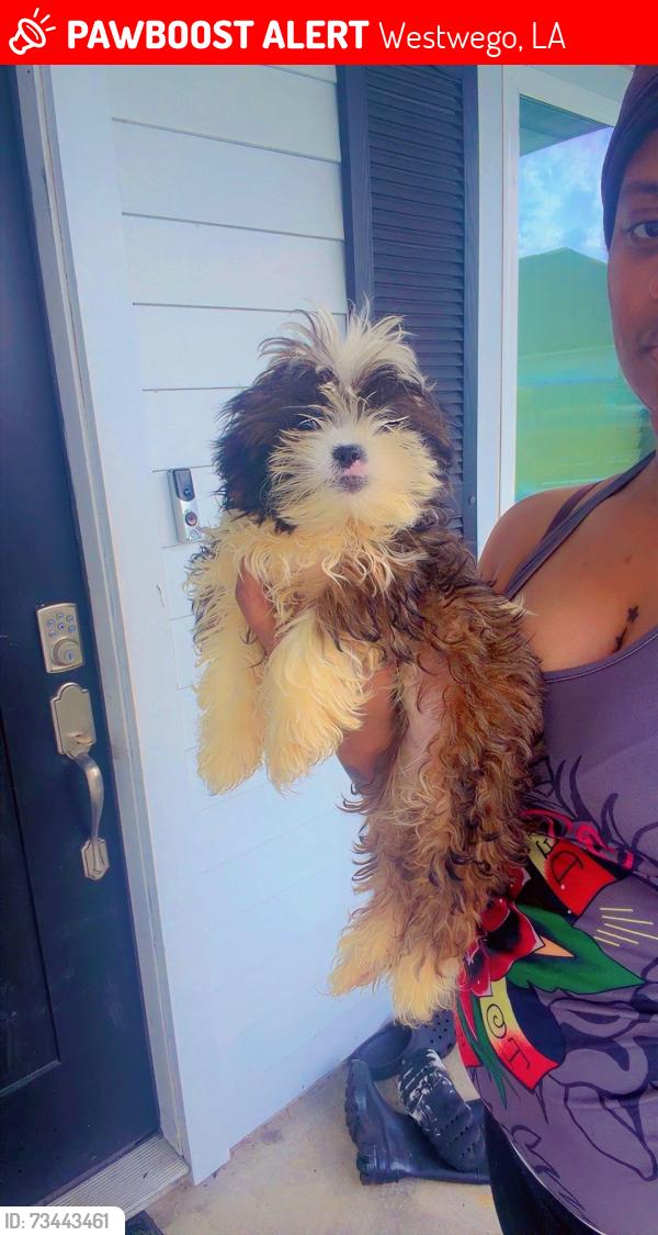 Lost Female Dog last seen Megehee ct, Helis, jeffer, Westwego, LA 70094