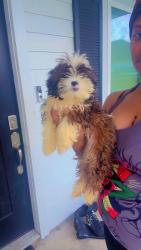 Lost Female Dog last seen Megehee ct, Helis, jeffer, Westwego, LA 70094