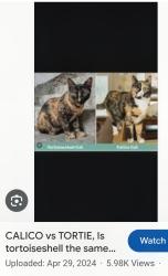 Found/Stray Unknown Cat last seen Heather rd 1600 N up against Bonneville trail near cemetery but up on the hill to the north, Orem, UT 84097