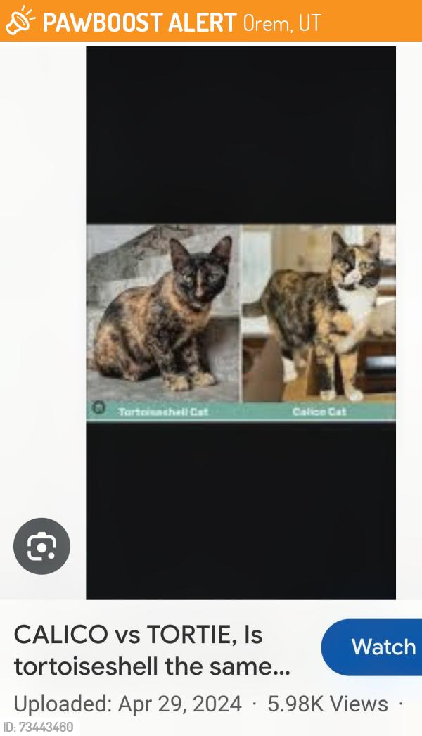 Found/Stray Unknown Cat last seen Heather rd 1600 N up against Bonneville trail near cemetery but up on the hill to the north, Orem, UT 84097