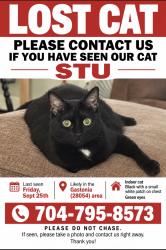 Lost Male Cat last seen Near Warlick Y, Gastonia, NC 28054