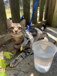 Reunited Male Cat last seen millbrook rd and six forks, Raleigh, NC 27609