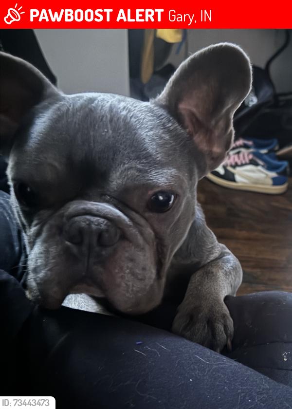 Lost Male Dog last seen Clay St, Gary, IN 46403