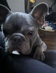 Lost Male Dog last seen Clay St, Gary, IN 46403