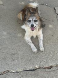 Found/Stray Unknown Dog last seen Beverly blvd & Garfield Ave, Montebello, CA 90640
