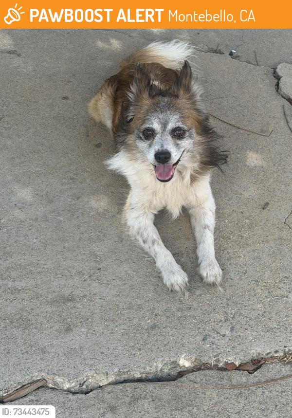 Found/Stray Unknown Dog last seen Beverly blvd & Garfield Ave, Montebello, CA 90640