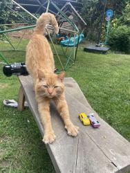 Lost Male Cat last seen Hamerton zoo, Cambridgeshire, England PE28 5QW
