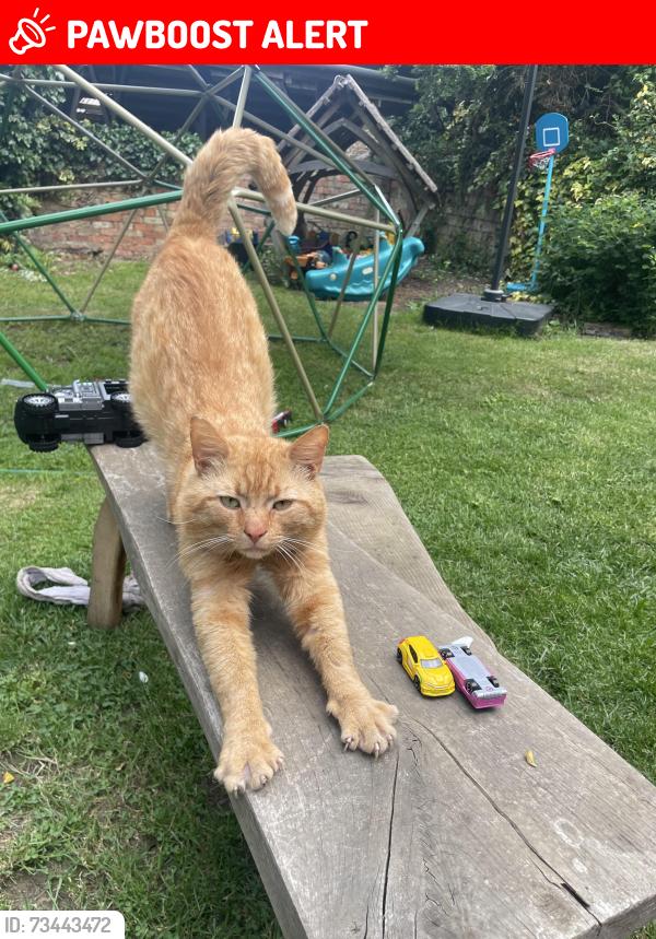 Lost Male Cat last seen Hamerton zoo, Cambridgeshire, England PE28 5QW