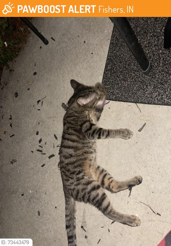 Found/Stray Unknown Cat last seen Off 106th and Lantern Rd. Wellington Place apmts, Fishers, IN 46037