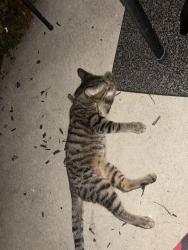 Found/Stray Unknown Cat last seen Off 106th and Lantern Rd. Wellington Place apmts, Fishers, IN 46037