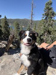 Lost Male Dog last seen launch pointe, Lake Elsinore, CA 92530