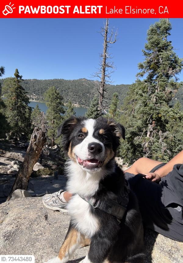 Lost Male Dog last seen launch pointe, Lake Elsinore, CA 92530