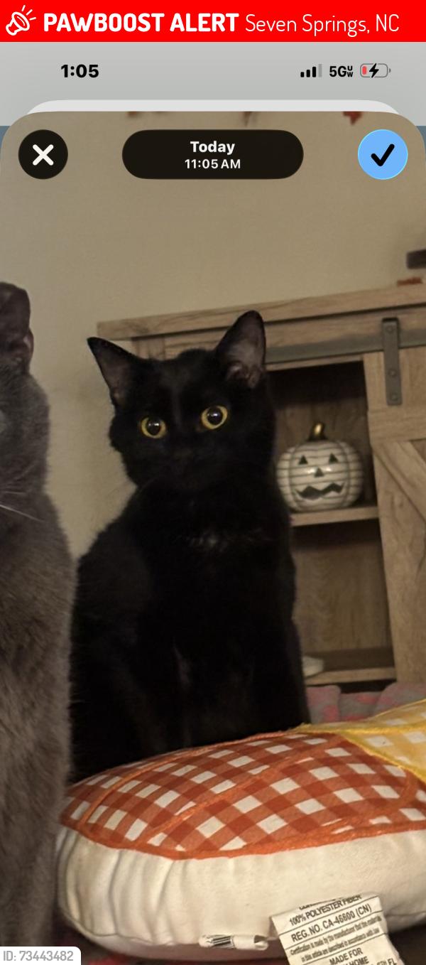 Lost Female Cat last seen Broadhurst/greenfield cemetary, Seven Springs, NC 28578