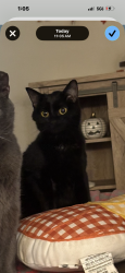 Lost Female Cat last seen Broadhurst/greenfield cemetary, Seven Springs, NC 28578