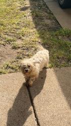 Found/Stray Female Dog last seen Clodine rd, Mission Bend, TX 77083