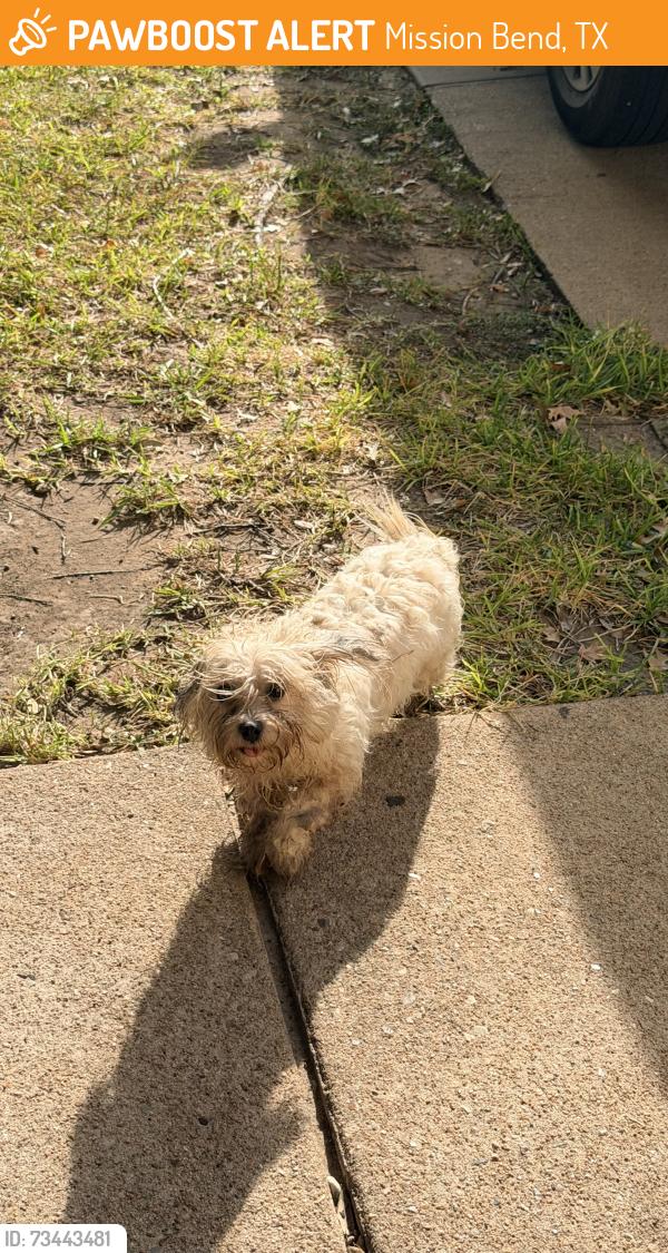 Found/Stray Female Dog last seen Clodine rd, Mission Bend, TX 77083