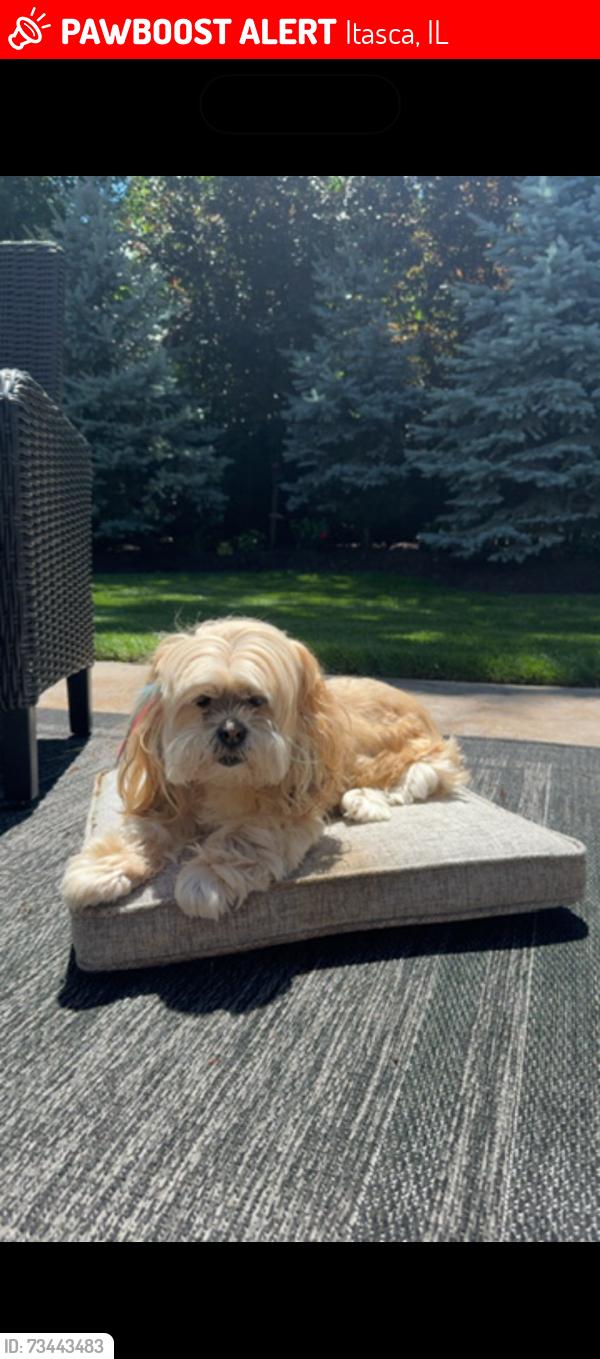 Lost Female Dog last seen Medinah dr and Rowling rd, Itasca, IL 60143