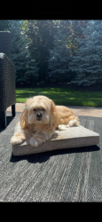 Lost Female Dog last seen Medinah dr and Rowling rd, Itasca, IL 60143