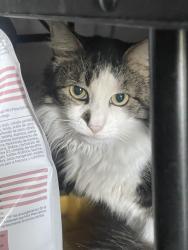 Reunited Male Cat last seen Parmalee and 133rd, Compton, CA 90222