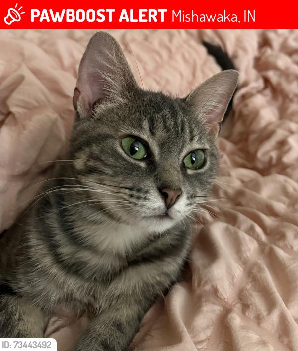 Lost Female Cat last seen hickory rd, edison rd, Mishawaka, IN 46545