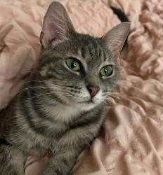 Lost Female Cat last seen hickory rd, edison rd, Mishawaka, IN 46545