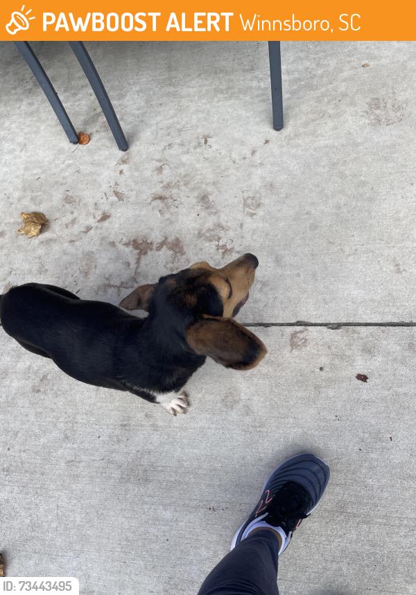 Found/Stray Male Dog last seen At my yard, Winnsboro, SC 29180