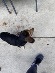Found/Stray Male Dog last seen At my yard, Winnsboro, SC 29180