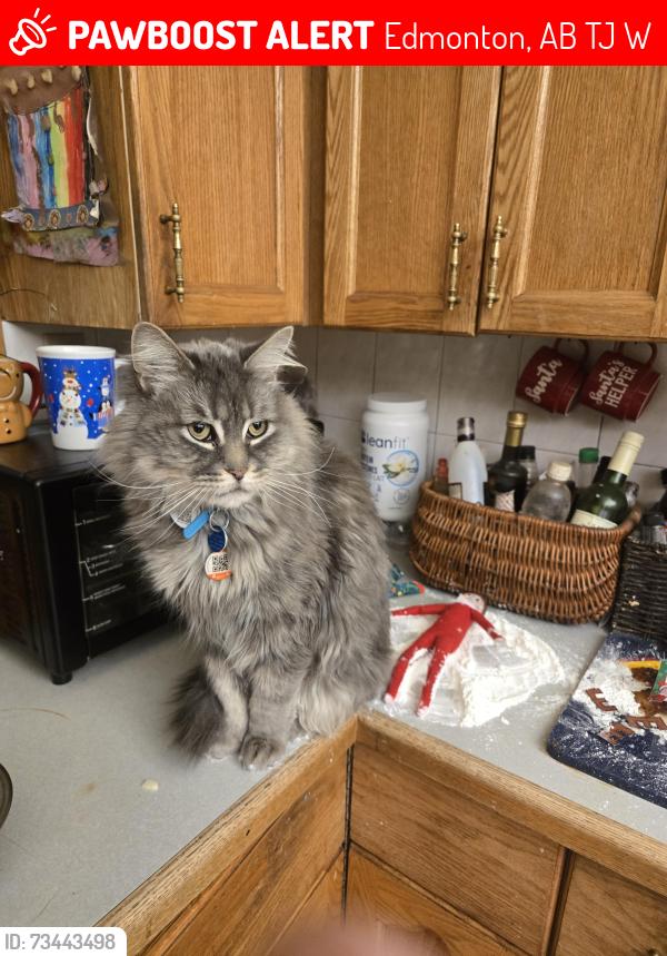 Lost Male Cat last seen Royal gardens, Edmonton, AB T6J 0W5