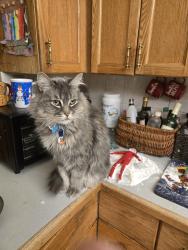 Lost Male Cat last seen Royal gardens, Edmonton, AB T6J 0W5