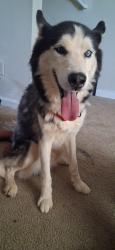 Found/Stray Male Dog last seen Avonwood circle and Nutwood trace, Locust Grove, GA 30248